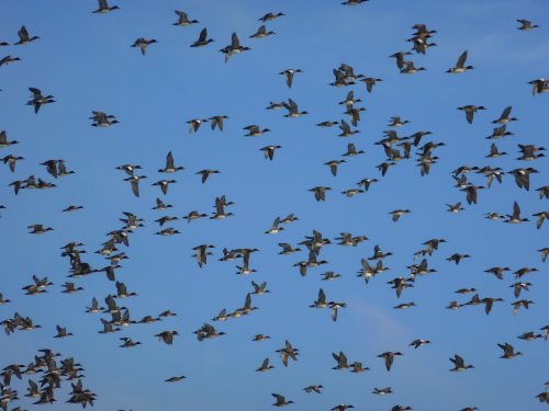 Wildlife Courses and Walks in October 2016